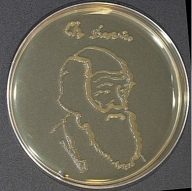 darwin-agar darwin-agar